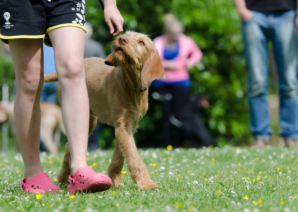 Dog's Potential with K9 Training