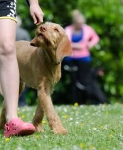 Unleash Your Dog’s Potential with K9 Training in Houston – 26 June 2025